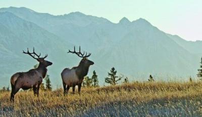 Rocky Mountain Elk Foundation